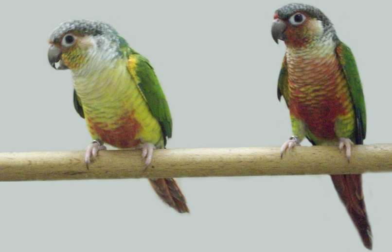 Reproduction des pyrrhuras molinae (mon expérience) - Bird and You